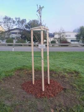 Rožnati oktober, divji kostanj 